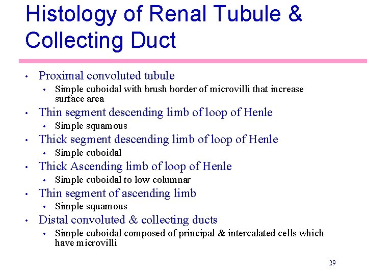 Histology of Renal Tubule & Collecting Duct • Proximal convoluted tubule • • Thin