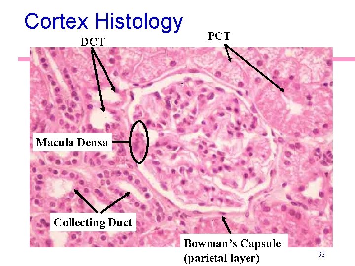 Cortex Histology DCT PCT Macula Densa Collecting Duct Bowman’s Capsule (parietal layer) 32 