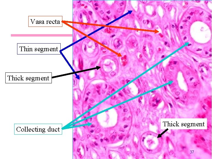 Vasa recta Thin segment Thick segment Collecting duct Thick segment 37 