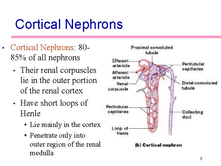 Cortical Nephrons • Cortical Nephrons: 8085% of all nephrons • Their renal corpuscles lie