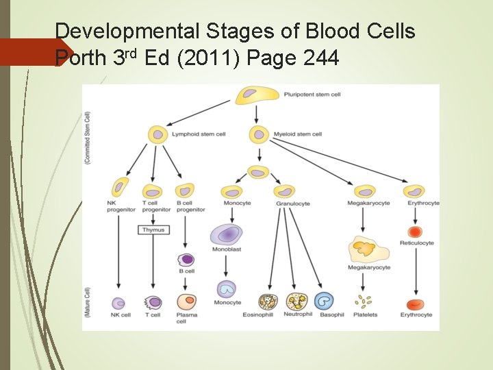 Developmental Stages of Blood Cells Porth 3 rd Ed (2011) Page 244 