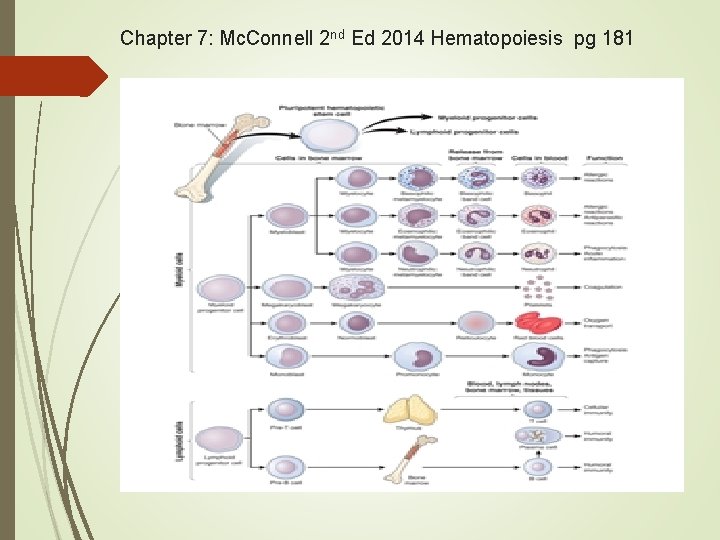 Chapter 7: Mc. Connell 2 nd Ed 2014 Hematopoiesis pg 181 