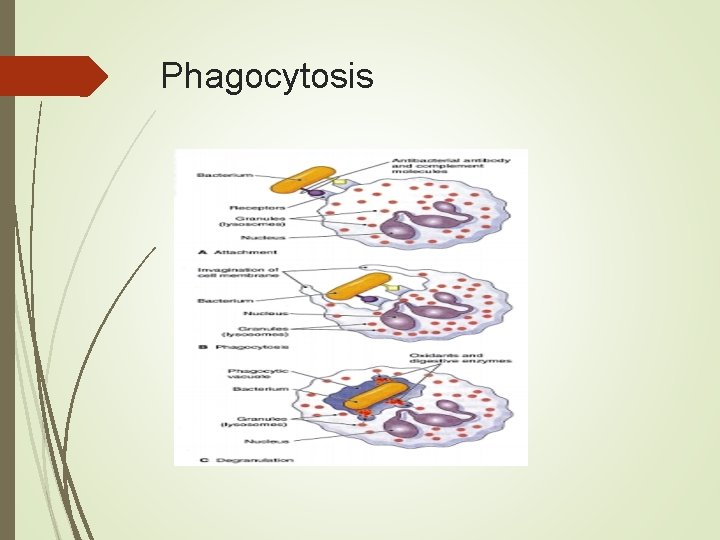 Phagocytosis 