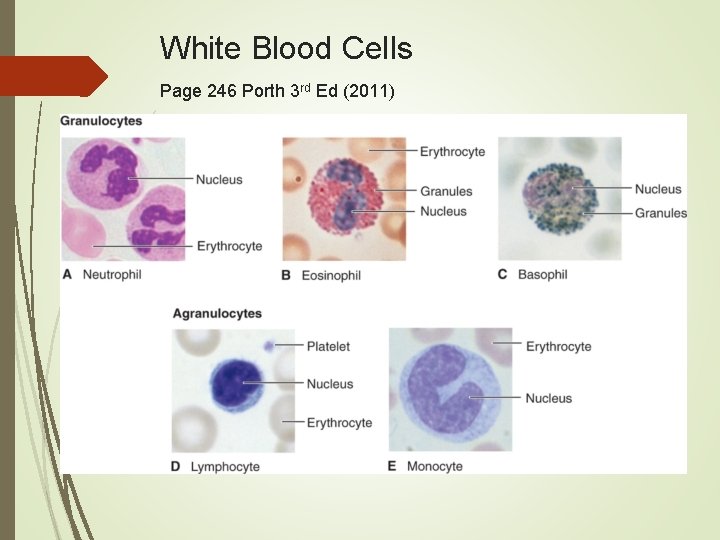 White Blood Cells Page 246 Porth 3 rd Ed (2011) 