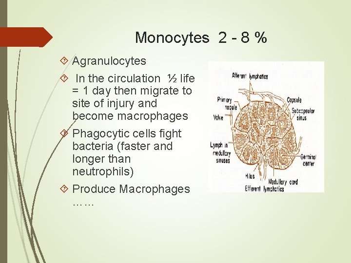 Monocytes 2 - 8 % Agranulocytes In the circulation ½ life = 1 day