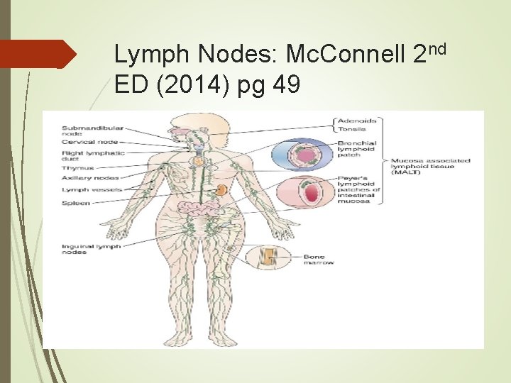 Lymph Nodes: Mc. Connell 2 nd ED (2014) pg 49 