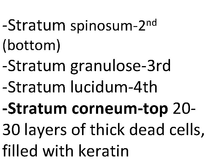 -Stratum (bottom) nd spinosum-2 -Stratum granulose-3 rd -Stratum lucidum-4 th -Stratum corneum-top 2030 layers