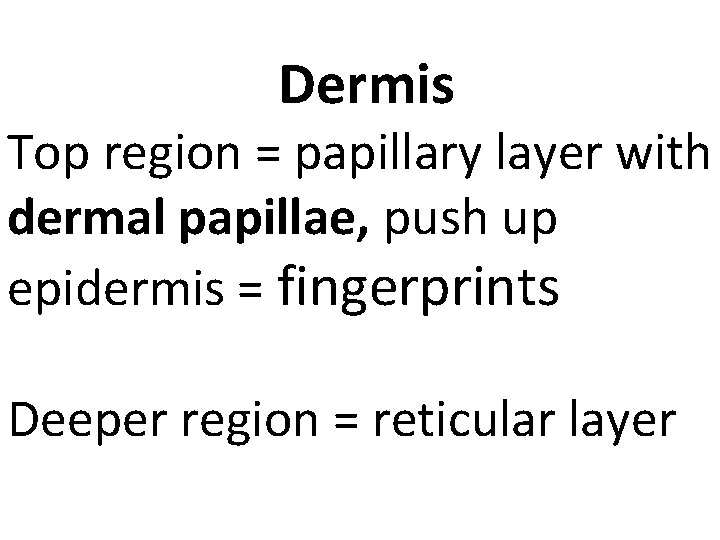 Dermis Top region = papillary layer with dermal papillae, push up epidermis = fingerprints