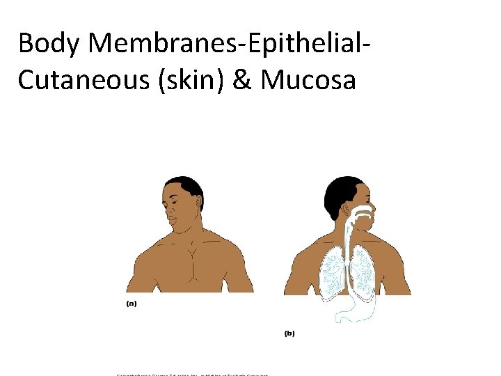 Body Membranes-Epithelial. Cutaneous (skin) & Mucosa 