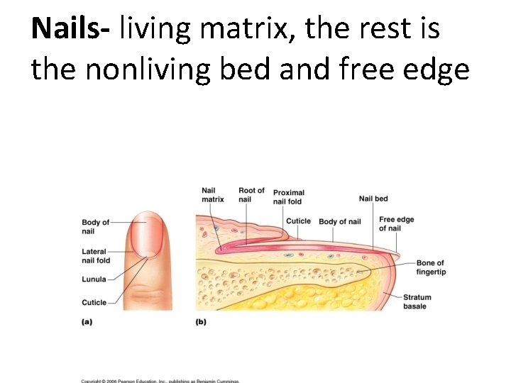 Nails- living matrix, the rest is the nonliving bed and free edge 
