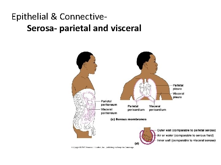 Epithelial & Connective. Serosa- parietal and visceral 