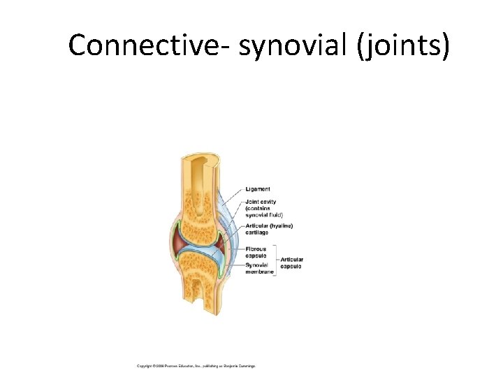 Connective- synovial (joints) 