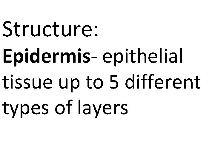 Structure: Epidermis- epithelial tissue up to 5 different types of layers 