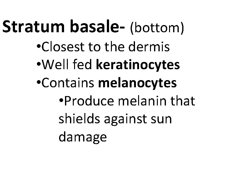 Stratum basale- (bottom) • Closest to the dermis • Well fed keratinocytes • Contains