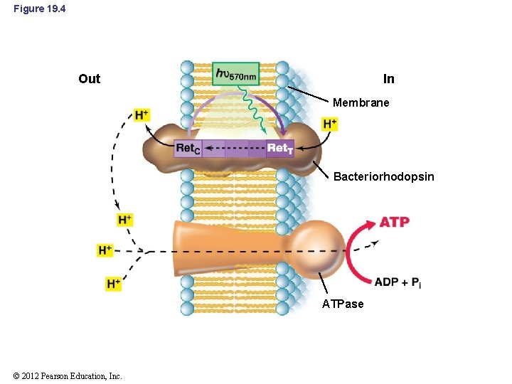 Figure 19. 4 In Out Membrane Bacteriorhodopsin ATPase © 2012 Pearson Education, Inc. 