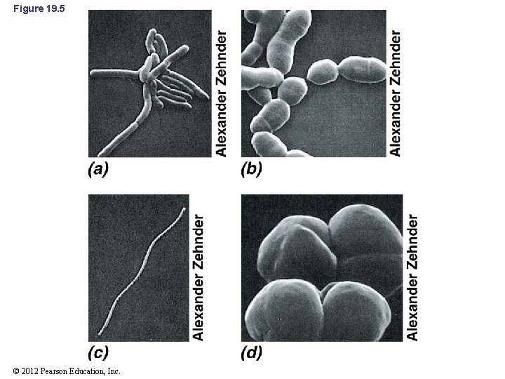 Figure 19. 5 © 2012 Pearson Education, Inc. 