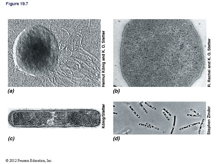 Figure 19. 7 © 2012 Pearson Education, Inc. 