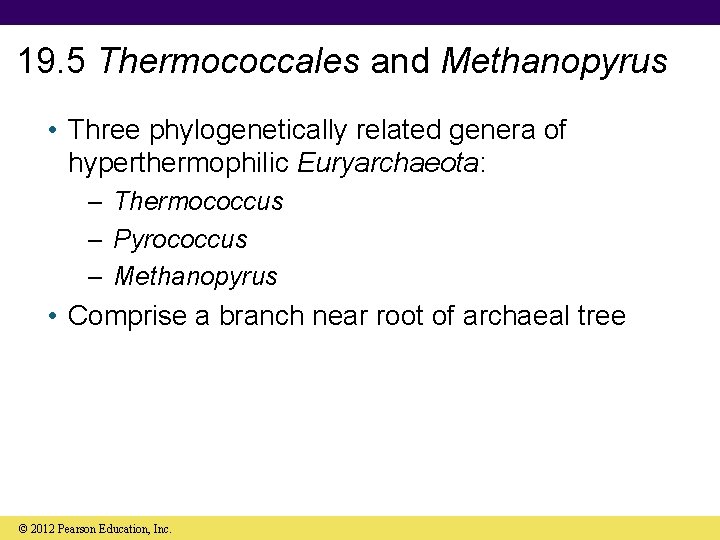 19. 5 Thermococcales and Methanopyrus • Three phylogenetically related genera of hyperthermophilic Euryarchaeota: –