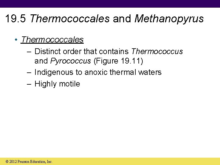 19. 5 Thermococcales and Methanopyrus • Thermococcales – Distinct order that contains Thermococcus and