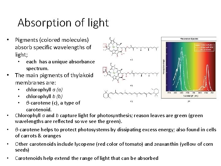 Absorption of light • Pigments (colored molecules) absorb specific wavelengths of light; • each