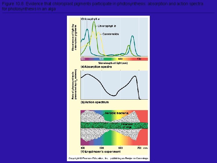 Figure 10. 8 Evidence that chloroplast pigments participate in photosynthesis: absorption and action spectra