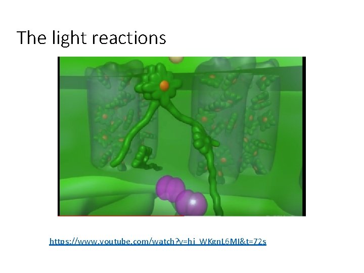 The light reactions https: //www. youtube. com/watch? v=hj_WKgn. L 6 MI&t=72 s 