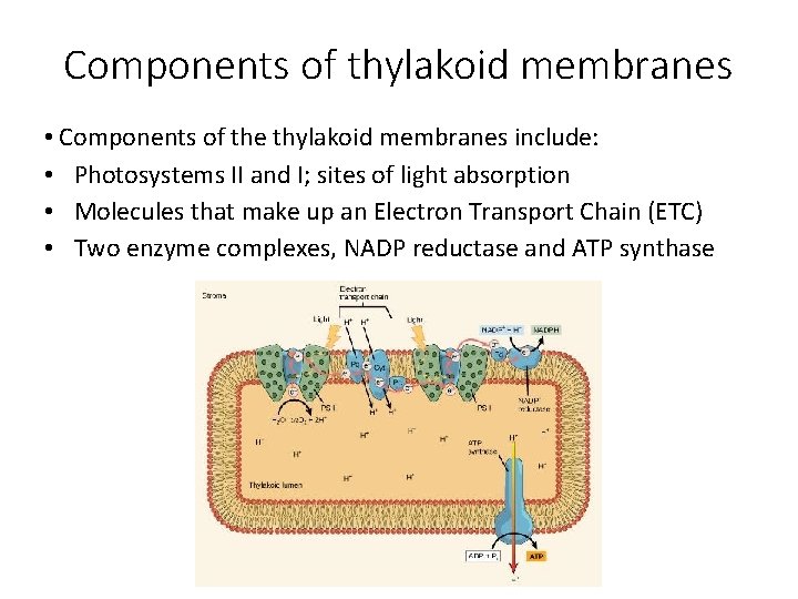 Components of thylakoid membranes • Components of the thylakoid membranes include: • Photosystems II
