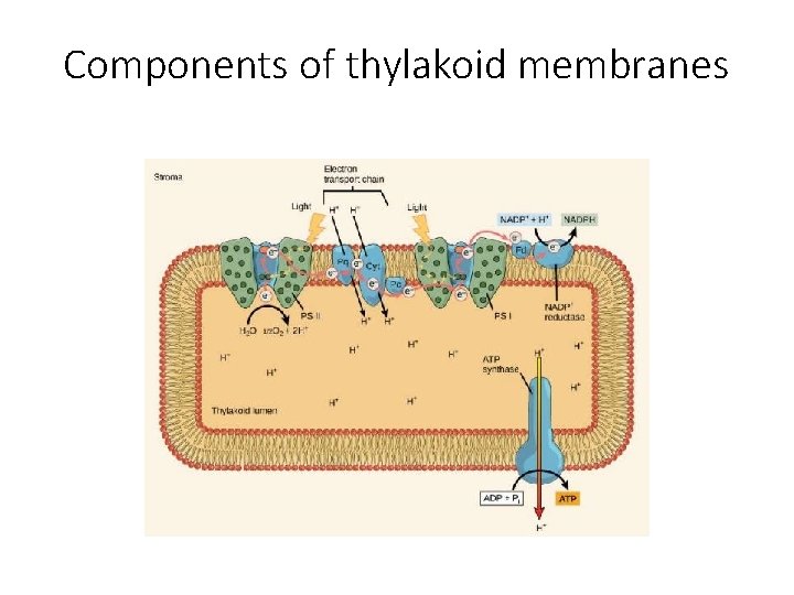 Components of thylakoid membranes 
