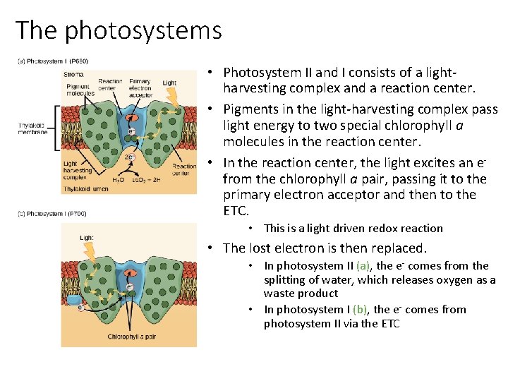 The photosystems • Photosystem II and I consists of a lightharvesting complex and a