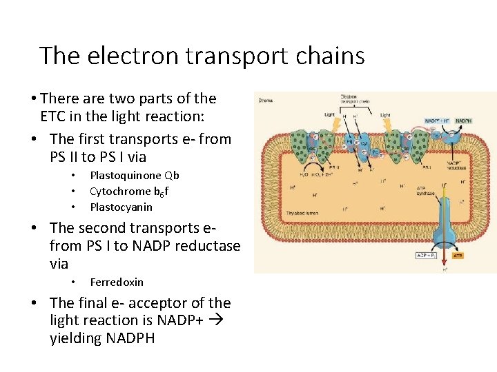 The electron transport chains • There are two parts of the ETC in the