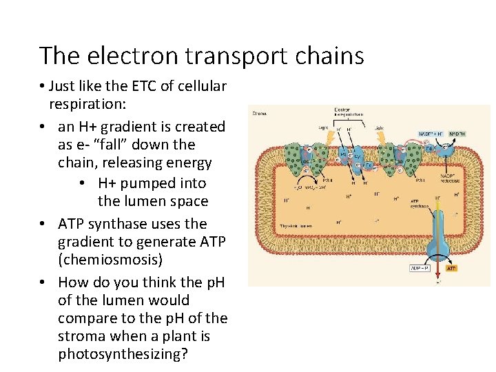 The electron transport chains • Just like the ETC of cellular respiration: • an