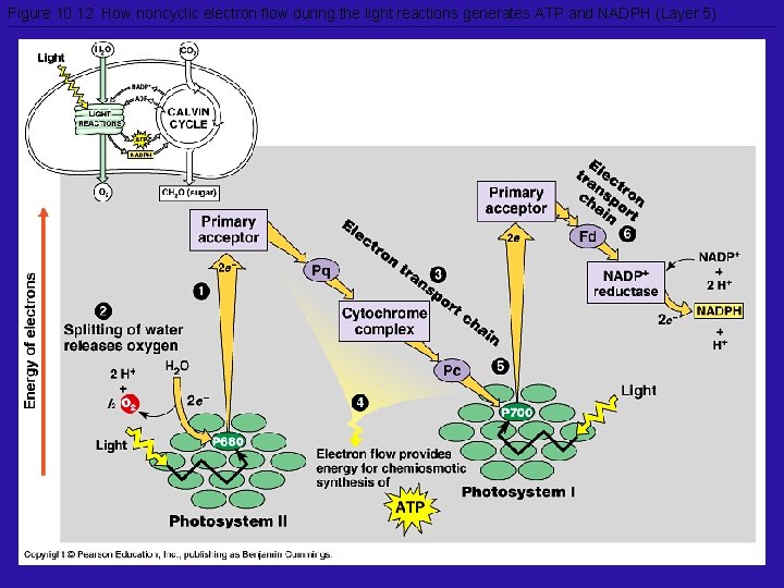 Figure 10. 12 How noncyclic electron flow during the light reactions generates ATP and