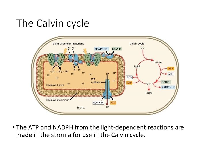 The Calvin cycle • The ATP and NADPH from the light-dependent reactions are made
