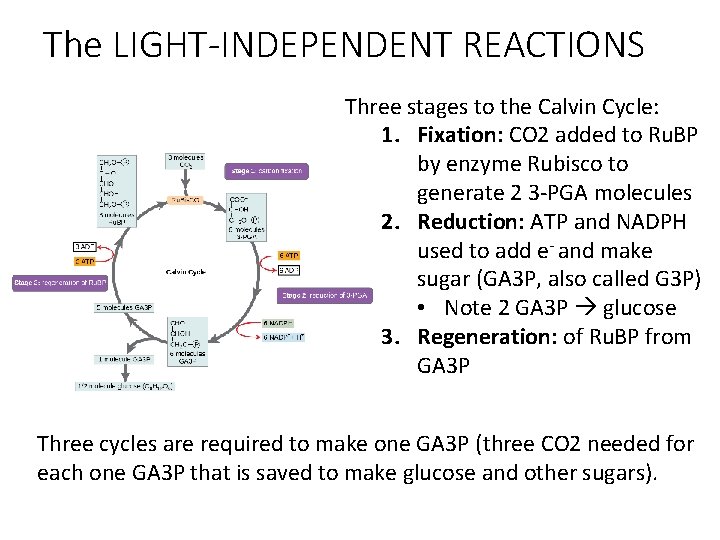 The LIGHT-INDEPENDENT REACTIONS Three stages to the Calvin Cycle: 1. Fixation: CO 2 added