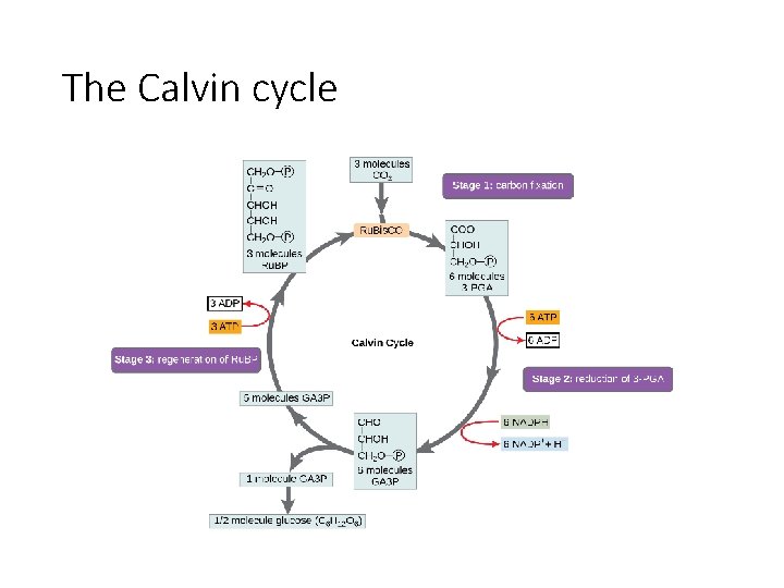 The Calvin cycle 