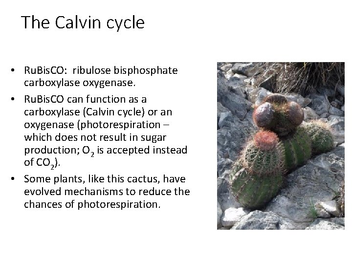 The Calvin cycle • Ru. Bis. CO: ribulose bisphosphate carboxylase oxygenase. • Ru. Bis.