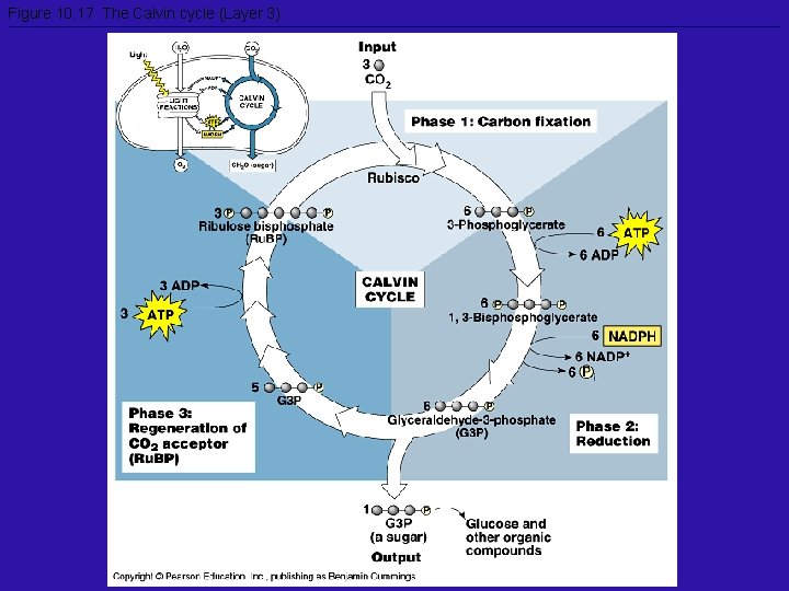 Figure 10. 17 The Calvin cycle (Layer 3) 