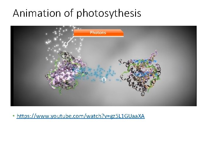 Animation of photosythesis • https: //www. youtube. com/watch? v=gz 5 L 1 GUaa. XA
