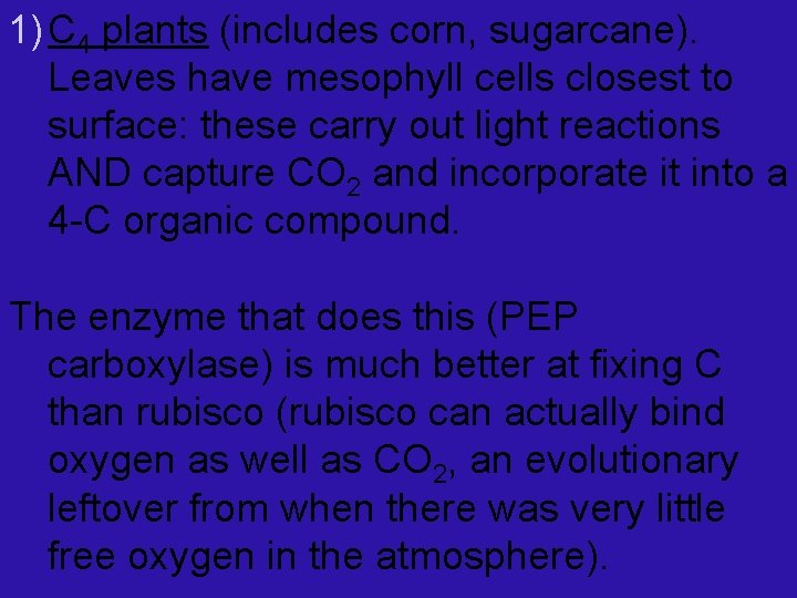 1) C 4 plants (includes corn, sugarcane). Leaves have mesophyll cells closest to surface: