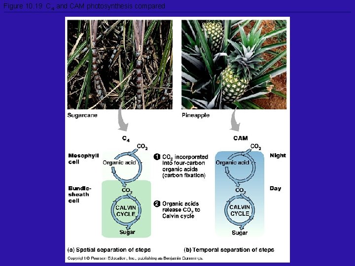 Figure 10. 19 C 4 and CAM photosynthesis compared 