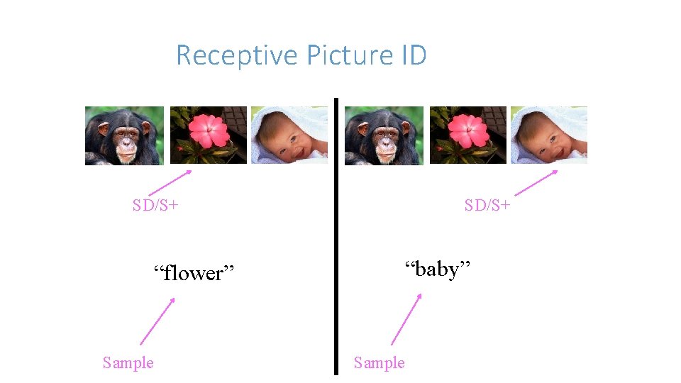 Receptive Picture ID SD/S+ “baby” “flower” Sample 