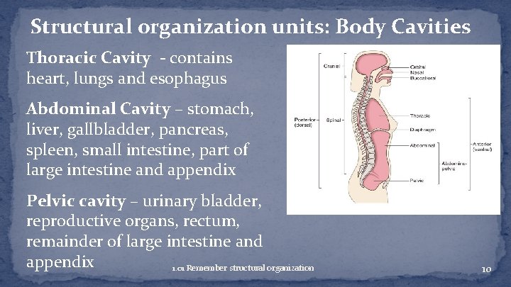 Structural organization units: Body Cavities Thoracic Cavity - contains heart, lungs and esophagus Abdominal