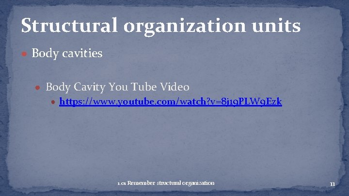 Structural organization units ● Body cavities ● Body Cavity You Tube Video ● https: