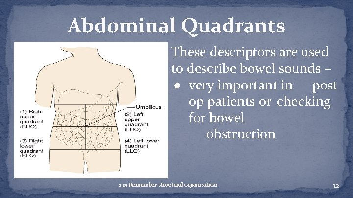 Abdominal Quadrants These descriptors are used to describe bowel sounds – ● very important