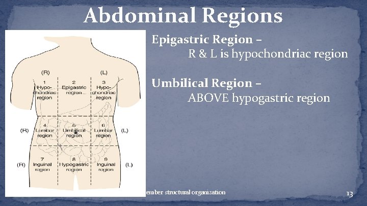 Abdominal Regions Epigastric Region – R & L is hypochondriac region Umbilical Region –