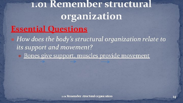 1. 01 Remember structural organization Essential Questions ● How does the body’s structural organization
