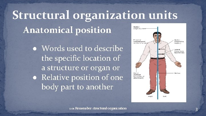 Structural organization units Anatomical position ● Words used to describe the specific location of