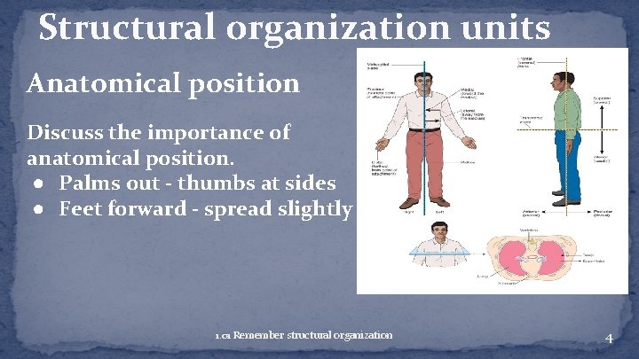 Structural organization units Anatomical position Discuss the importance of anatomical position. ● Palms out