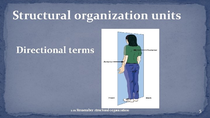 Structural organization units Directional terms 1. 01 Remember structural organization 5 