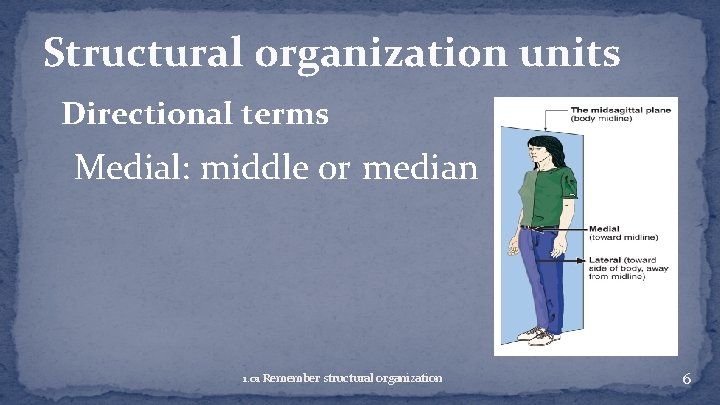 Structural organization units Directional terms Medial: middle or median 1. 01 Remember structural organization